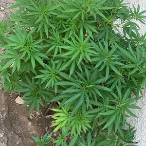 Meet your Posher, Marlyn